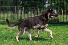 Rookie, a black and silver german shepherd