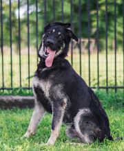 Rookie, a black and silver german shepherd