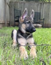 Rose, a black and tan german shepherd puppy