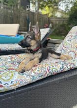 Rose, a black and tan german shepherd puppy