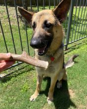 Rowdy, a black and tan german shepherd with an antler