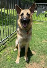 Rowdy, a black and tan german shepherd