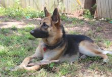 Rowdy, a black and tan german shepherd 