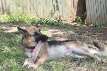 Rowdy, a black and tan german shepherd 