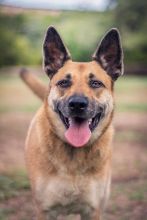 Ruby, a black and tan german shepherd mix