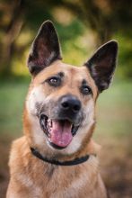 Ruby, a black and tan german shepherd mix