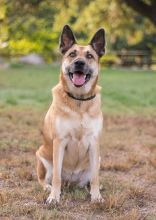 Ruby, a black and tan german shepherd mix