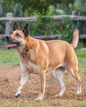 Ruby, a black and tan german shepherd mix