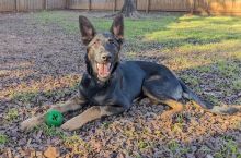 Ruby, a black and tan german shepherd and belgian malinois mix puppy