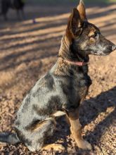 Ruby, a black and tan german shepherd and belgian malinois mix puppy