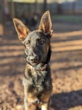 Ruby, a black and tan german shepherd and belgian malinois mix puppy