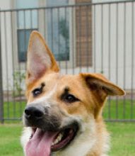 Rustle, a black and tan german shepherd