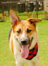 Rustle, a black and tan german shepherd