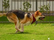 Rustle, a black and tan german shepherd