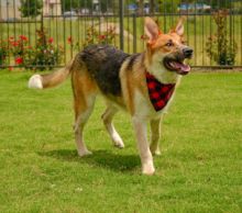 Rustle, a black and tan german shepherd