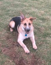 Rustle, a black and tan german shepherd