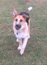 Rustle, a black and tan german shepherd