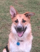 Rustle, a black and tan german shepherd