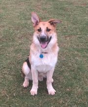 Rustle, a black and tan smiling german shepherd