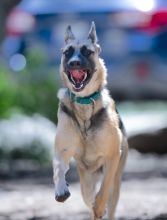 Sandy running