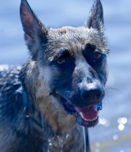 Sandy after a swim