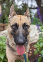 Sandy, a black and tan german shepherd