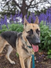 Sandy, a black and tan german shepherd