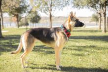 Sandy, a black and tan german shepherd