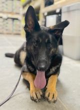 Sarge, a black and tan german shepherd