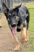 Sarge, a black and tan german shepherd