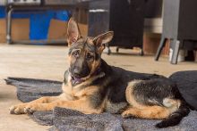 Scarlett is a black and tan german shepherd puppy