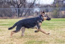 Scarlett is a black and tan german shepherd puppy