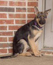 Scarlett is a black and tan german shepherd puppy