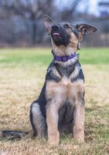 Scarlett is a black and tan german shepherd puppy