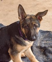 Scarlett is a black and tan german shepherd puppy