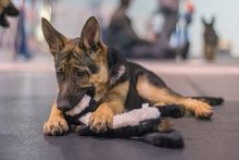 Scarlett is a black and tan german shepherd puppy