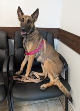 Shakira, a black and tan German Shepherd/Malinois mix