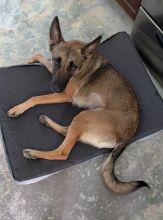 Shakira, a black and tan German Shepherd/Malinois mix