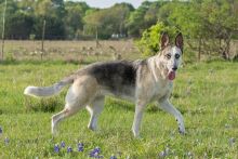 Sheeba, a black and silver german shepherd