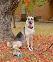 Sheeba, a black and silver german shepherd