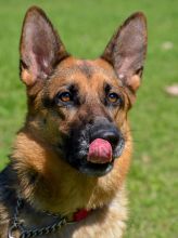 Shelby, a black and tan german shepherd