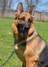 Shelby, a black and tan german shepherd