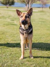 Simba, a black and tan german shepherd