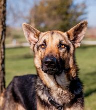 Simba, a black and tan german shepherd