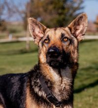 Simba, a black and tan german shepherd