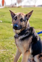 Simba, a black and tan german shepherd