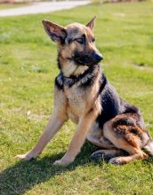 Simba, a black and tan german shepherd