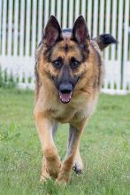 Thor, a black and tan german shepherd