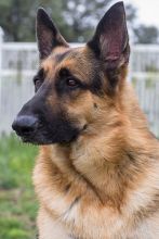 Thor, a black and tan german shepherd