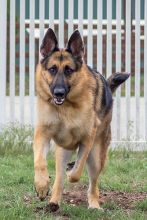 Thor, a running black and tan german shepherd